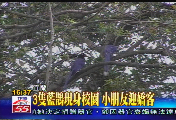 哇!是鳥巢 藍鵲校園築巢頭一遭