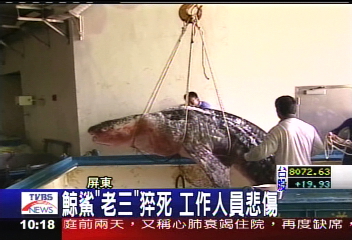 鯨鯊「老三」猝死 工作人員悲傷