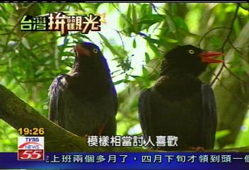 【體驗台灣】台灣主題旅遊　鳥+溫泉潛力無窮