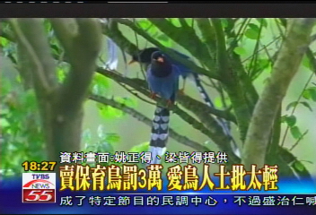 台灣藍鵲幼鳥 1隻黑市價5千元