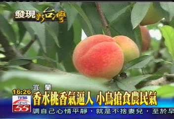 香水桃香氣逼人小鳥搶食農民氣，地點？