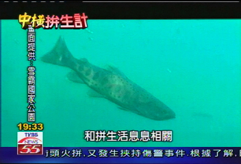 【中橫拚生計】搶救國寶魚！　泰雅族人組護魚隊