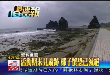 瀕臨絕種椰子蟹 綠島恐消失絕跡