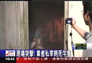 現場突擊！　業者私宰病死牛隻