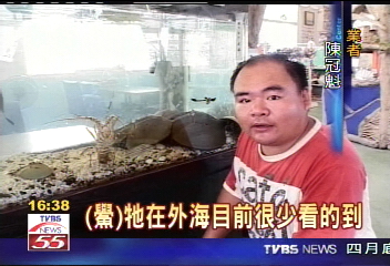 全台唯一牡蠣生態館　遊客大開眼界