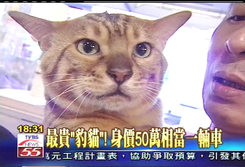 最貴「豹貓」! 身價50萬相當一輛車