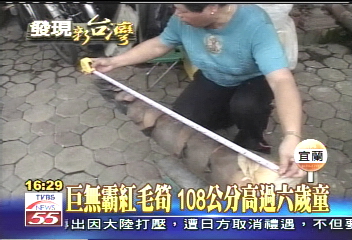 巨無霸紅毛筍 108公分高過6歲童