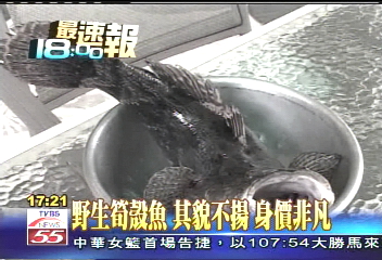 野生筍殼魚　其貌不揚身價非凡