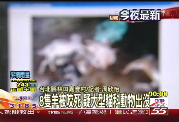 猛獸出沒/疑老虎出沒 林口12隻羊被咬死