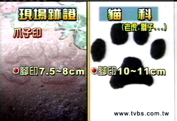 猛獸出沒／誰咬傷羊？目擊者、專家說法不一