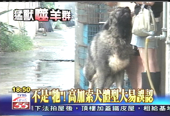 猛獸出沒/誰咬了羊? 「大型犬」成矚目焦點