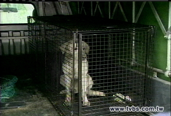 猛獸出沒/抓到啦!羊群遭攻擊 逮捕「狗」兇手