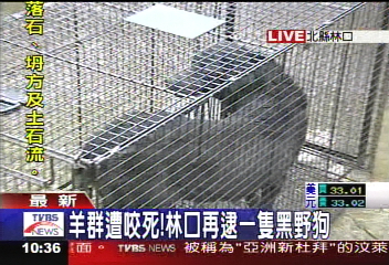猛獸出沒／追捕殺羊兇手　再誘捕2黑狗