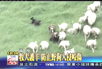 猛獸出沒／牧犬護羊　防止野狗入侵咬傷