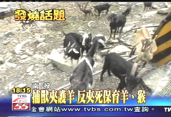 捕獸夾護羊　反夾死保育羊、猴