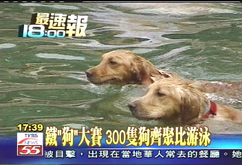 鐵「狗」大賽 300隻狗齊聚比游泳