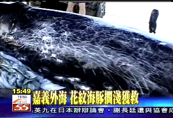 嘉義外海 花紋海豚擱淺獲救