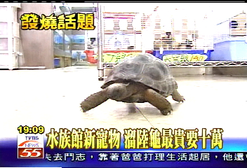 水族館新寵物　溜陸龜最貴要10萬