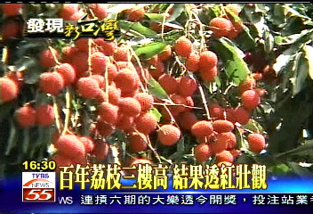 百年荔枝3樓高　結果透紅壯觀