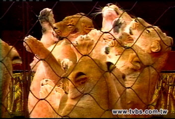 法令禁動物表演　投資百萬業者苦