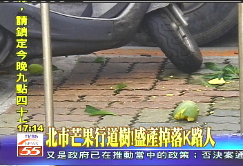 北市芒果行道樹！　盛產掉落K路人