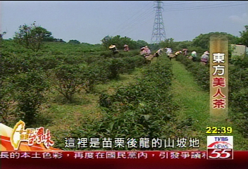 【發現台灣味】後龍東方美人茶　茶香滿山野