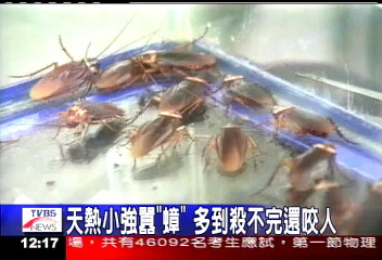 天熱小強囂「蟑」　多到殺不完還咬人