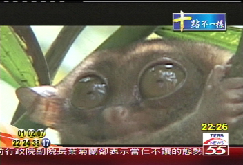 全球最小眼鏡猴 生態環境受威脅