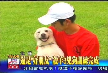 猛獸出沒／還是「好朋友」　殺羊3兇狗訓練完成