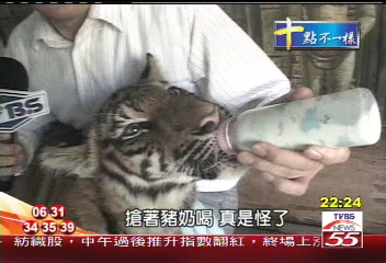 老虎喝豬奶長大 泰芭塔雅奇景