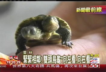 雙頭烏龜！吃飯打架　走路方向一致