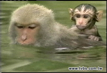 熱到猴!整群下山泡冷泉玩水