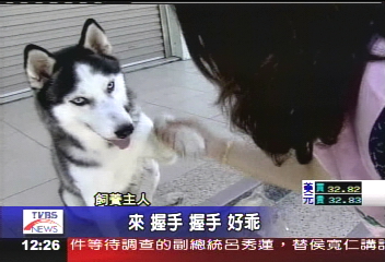 救嬰哈士奇「寶寶」 苦於腳疾