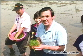 捲起褲管下田去　馬英九扮農夫