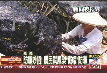 防曬妙招! 農民幫鳳梨「戴帽」防曬