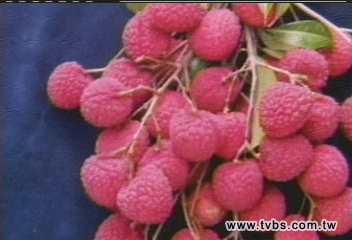 易剝不沾手　「玫瑰紅」荔枝明年上市