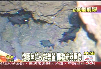 直擊魚夜生活　體驗驚奇海底世界