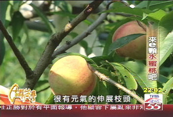 【一步一腳印】來e顆水蜜桃吧! 靠著電腦行銷新出路