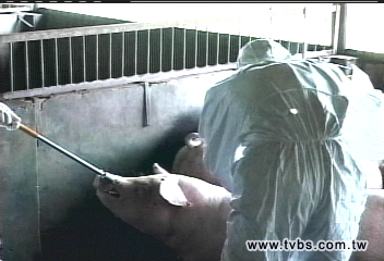 市場豬肉有瘦肉精 農委會追查