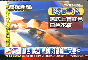 錦鯉身價落差大　業者：無公定價格