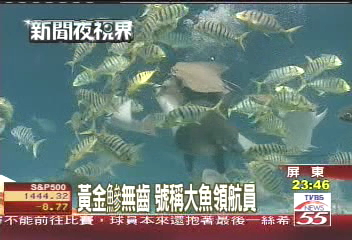 黃金鰺無齒 號稱大魚領航員