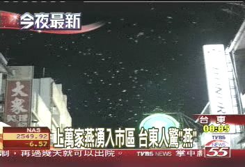 上萬家燕湧入市區　台東人驚「燕」