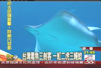 台灣毒魚三劍客　一魟二虎三鰻鯰