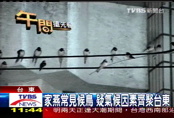 黑色炫風　上萬家燕盤據台東上空