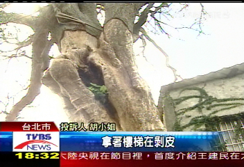剝皮又灑鹽　陽明山老樹被虐死