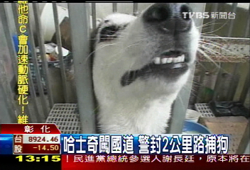 哈士奇闖國道 警封2公里路捕狗