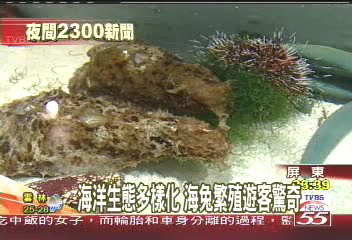 海洋生態多樣化 海兔繁殖遊客驚奇