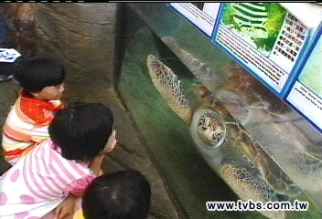 海洋館熄燈 網友憂綠蠵龜哪可去
