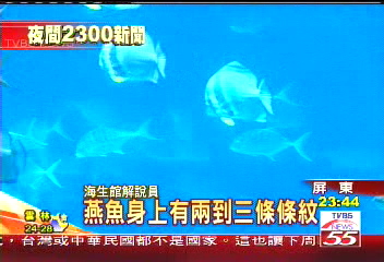 恆春燕魚特徵「川」字 成海生館徽
