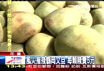 風災摧殘鶴岡文旦　每顆賤賣5元